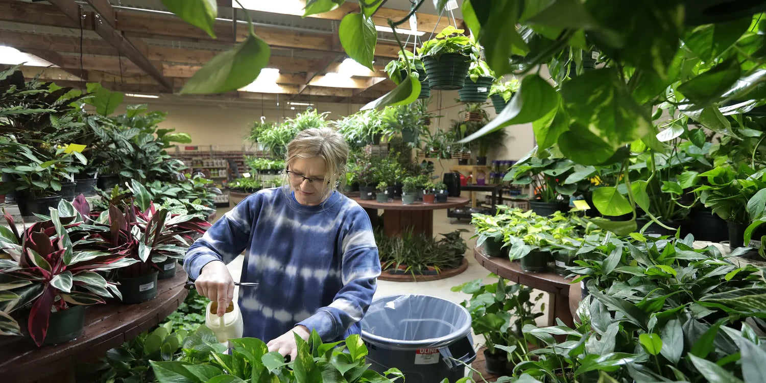 Houseplant Watering 