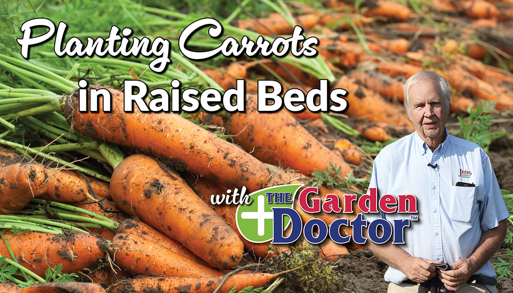 Load video: Planting Carrots