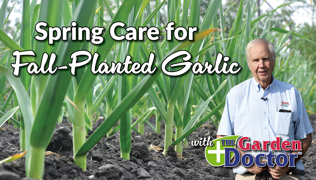 Load video: Spring Care for Fall-Planted Garlic