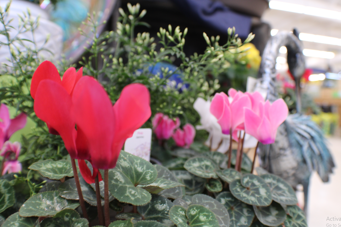 Cyclamen Photo