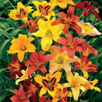 Jung Garden Guides – Jung Garden Centers