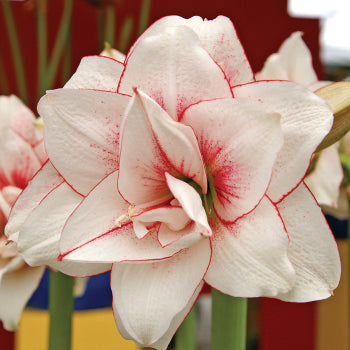 Jung Garden Guides – Jung Garden Centers