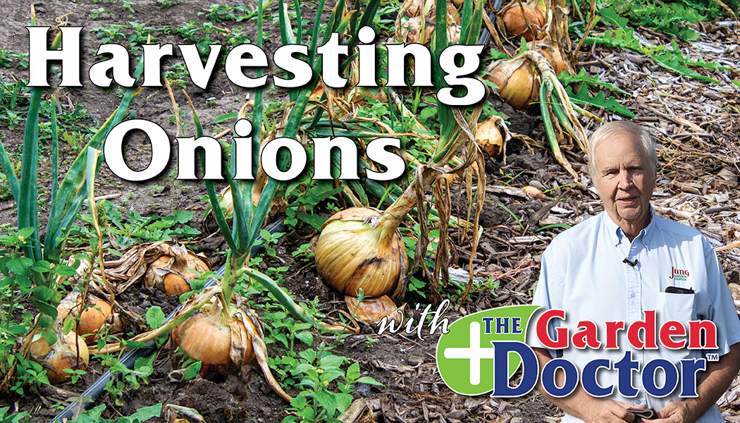 Load video: Tips for growing and harvesting onions