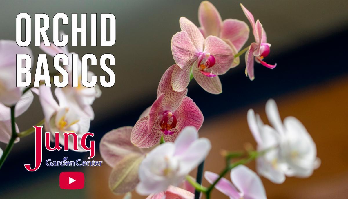 Load video: Orchid Basics