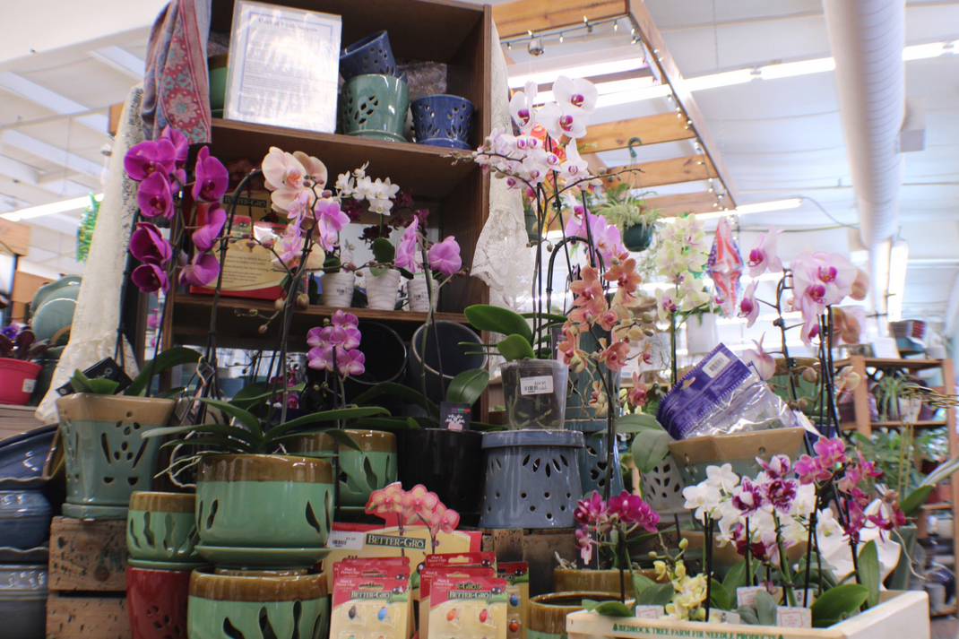 Featured Houseplants Jung Garden Centers