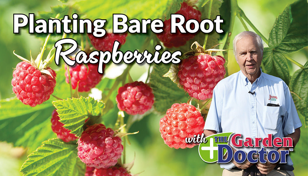 Load video: Planting Bare Root Raspberries