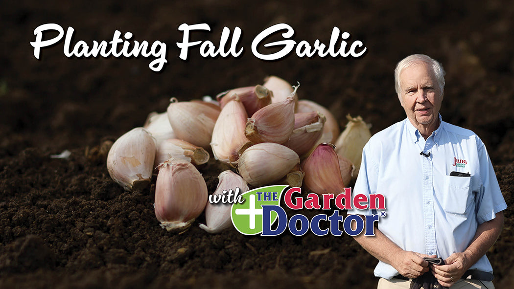 Load video: Planting Fall Garlic