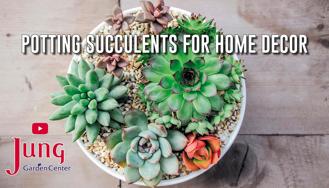Load video: Potting Succulents for Home Decor