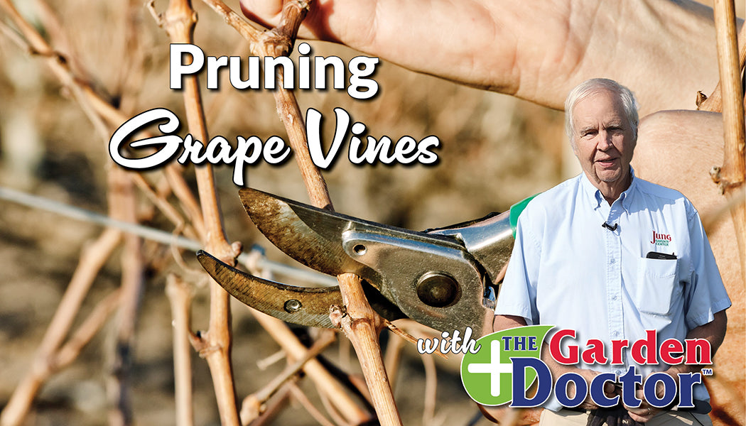 Load video: Pruning Grape Vines