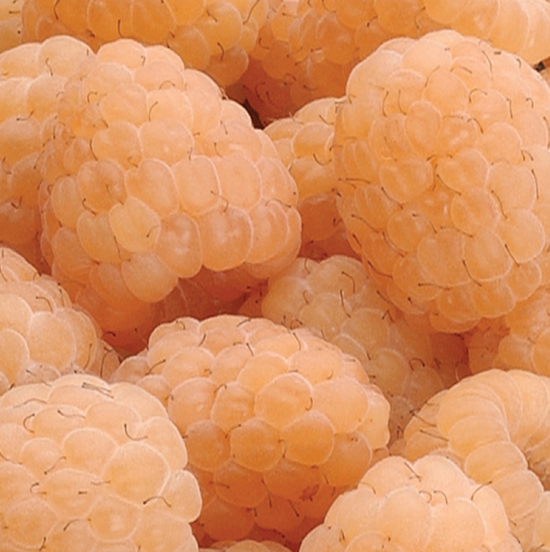 Bare Root – Jung Garden Centers