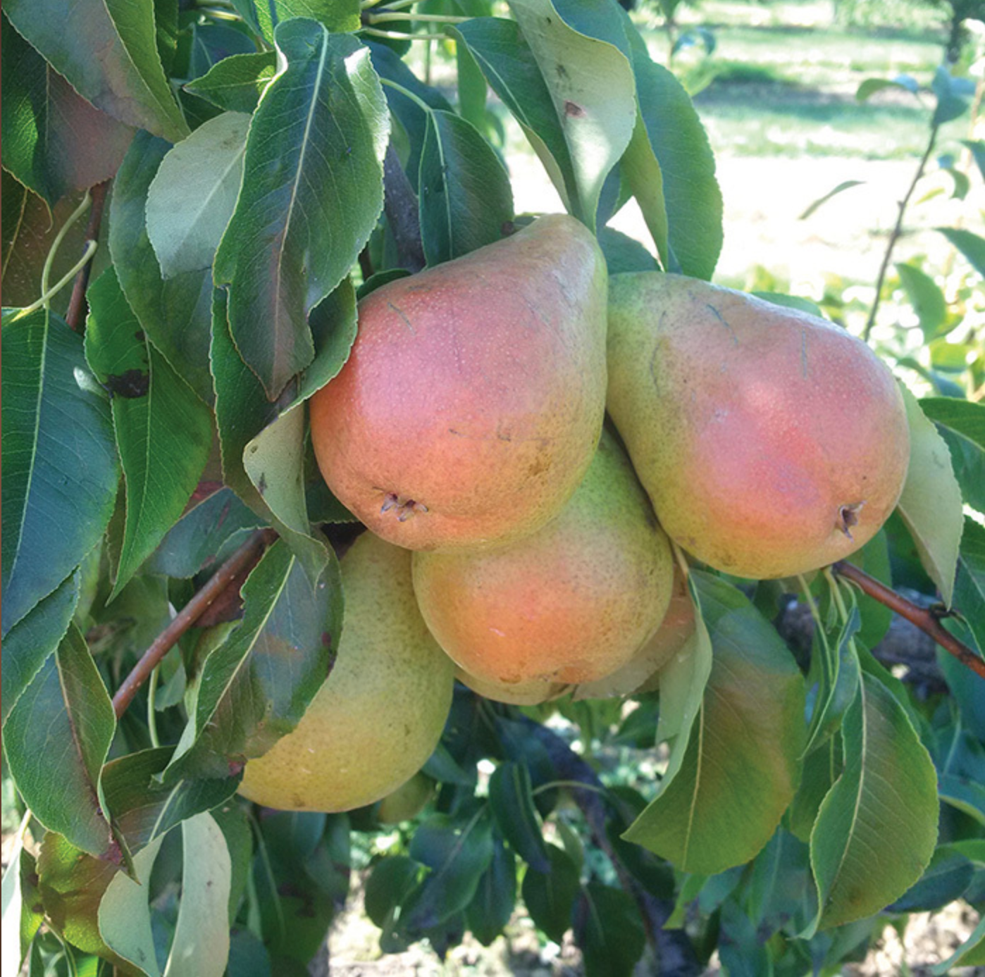 Harrow Sweet Standard Pear