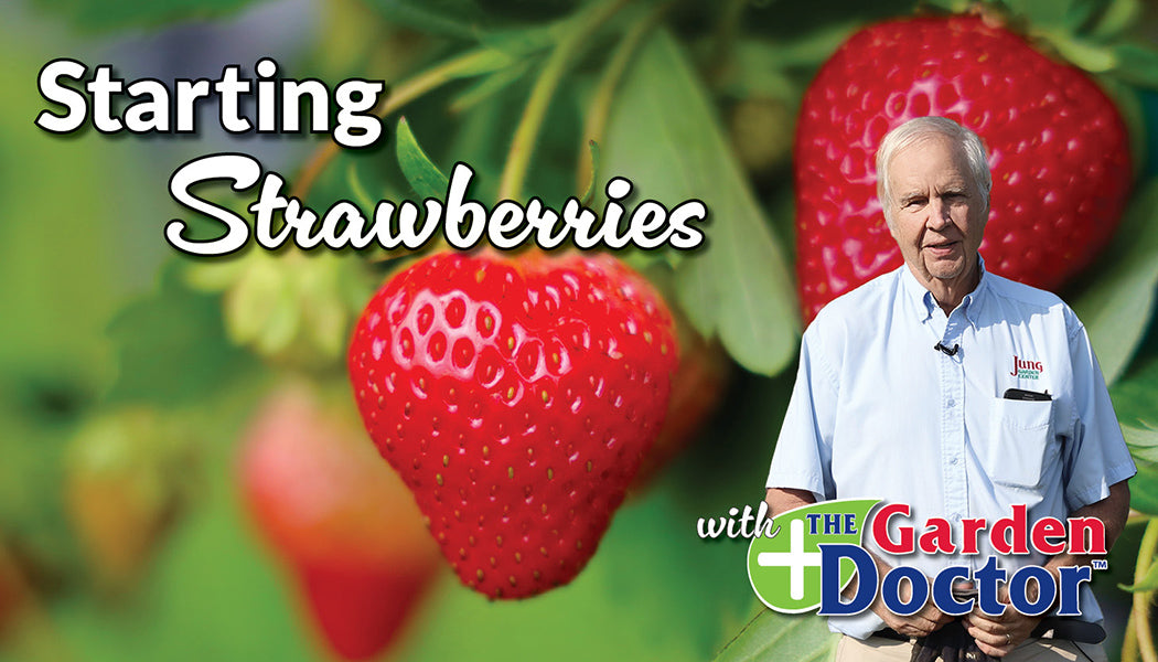 Load video: Starting Strawberries