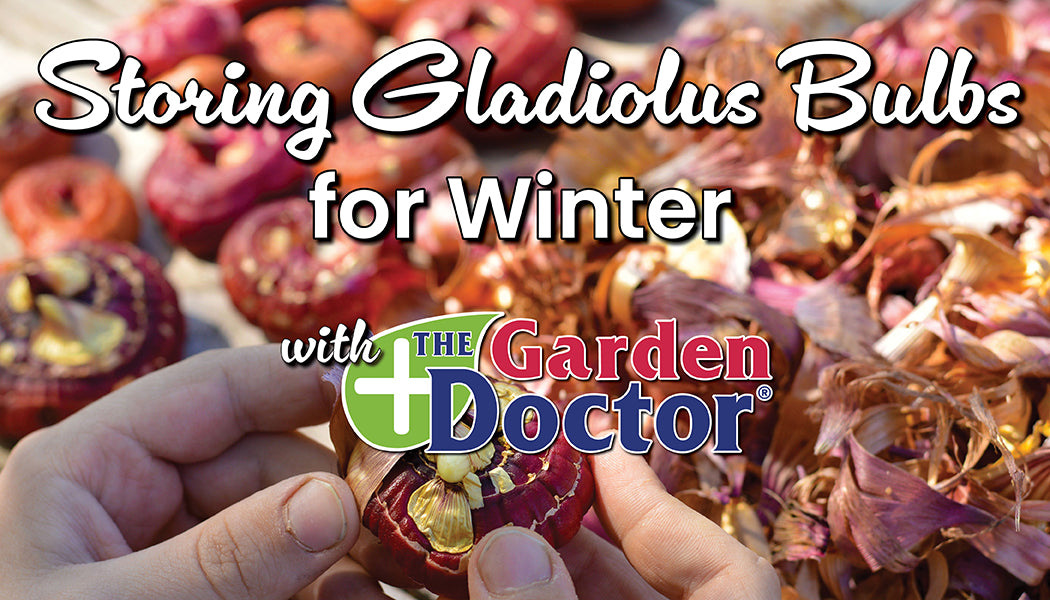 Load video: Storing Gladiolus Bulbs for Winter