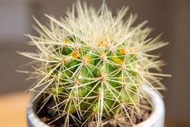 Golden Barrel Cactus Photo